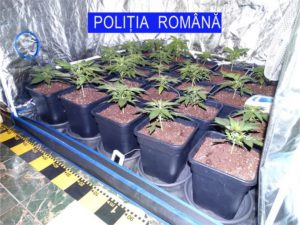 politia cannabis piatra neamt
